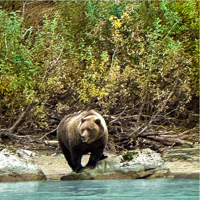 Lake Clark National Park and Katmai Bear Viewing 